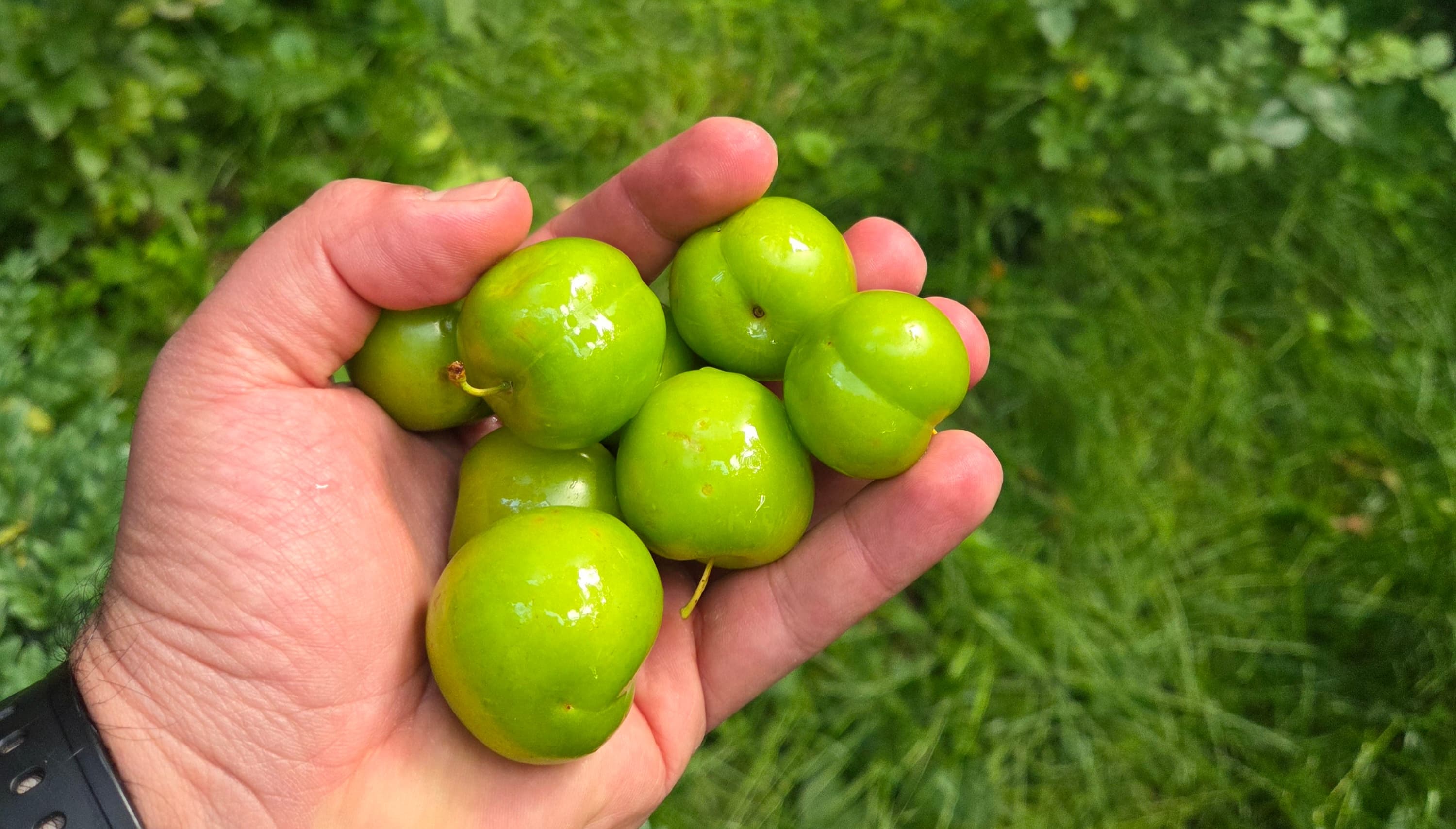 Armenia_Fresh_Fruits_16X9